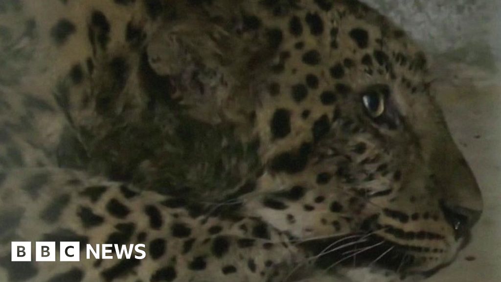 China: Search for leopard missing more than a week