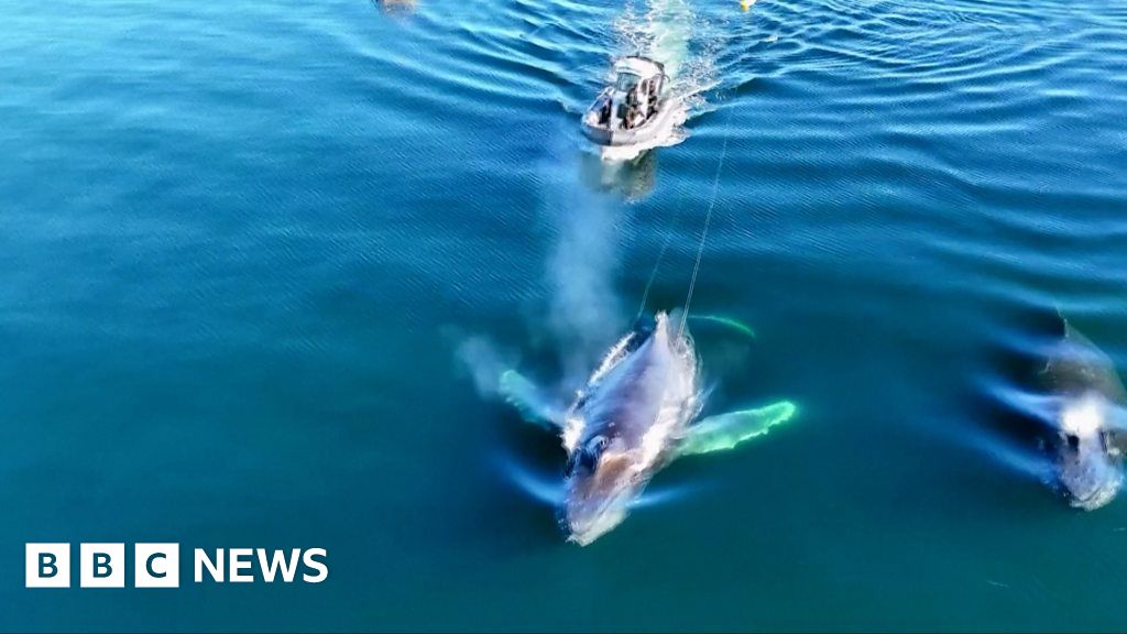 whale-s-majestic-move-brings-dramatic-end-to-sea-rescue