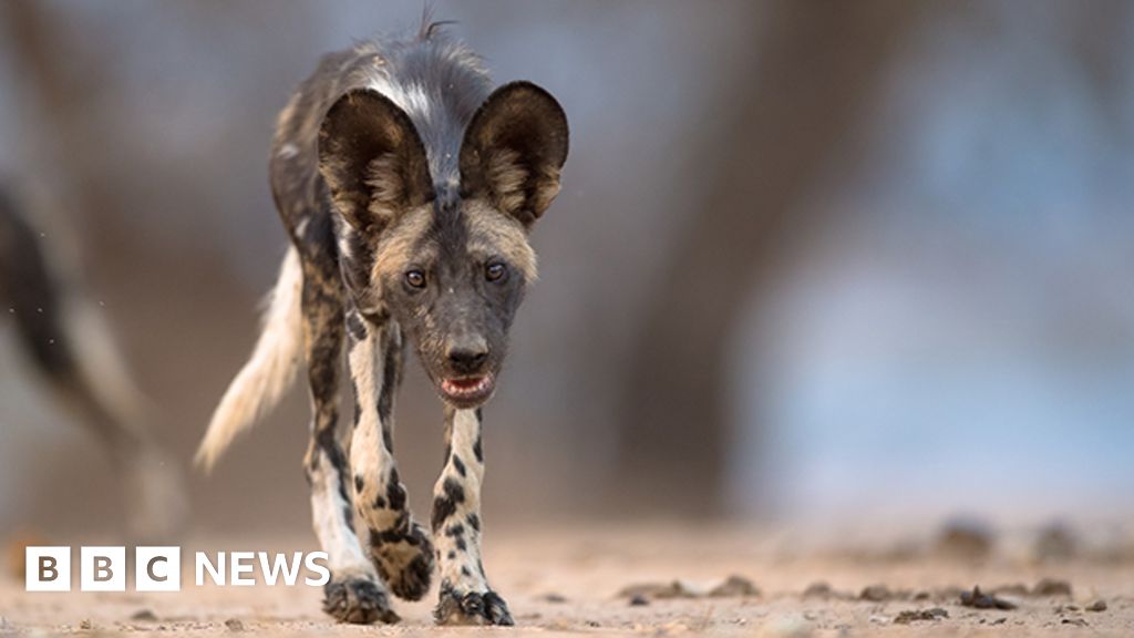 The 'Painted Wolves' Of Zimbabwe - Bbc News