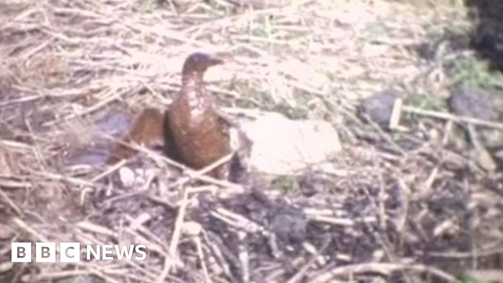 Unseen footage of Torrey Canyon tanker's trail of death BBC News