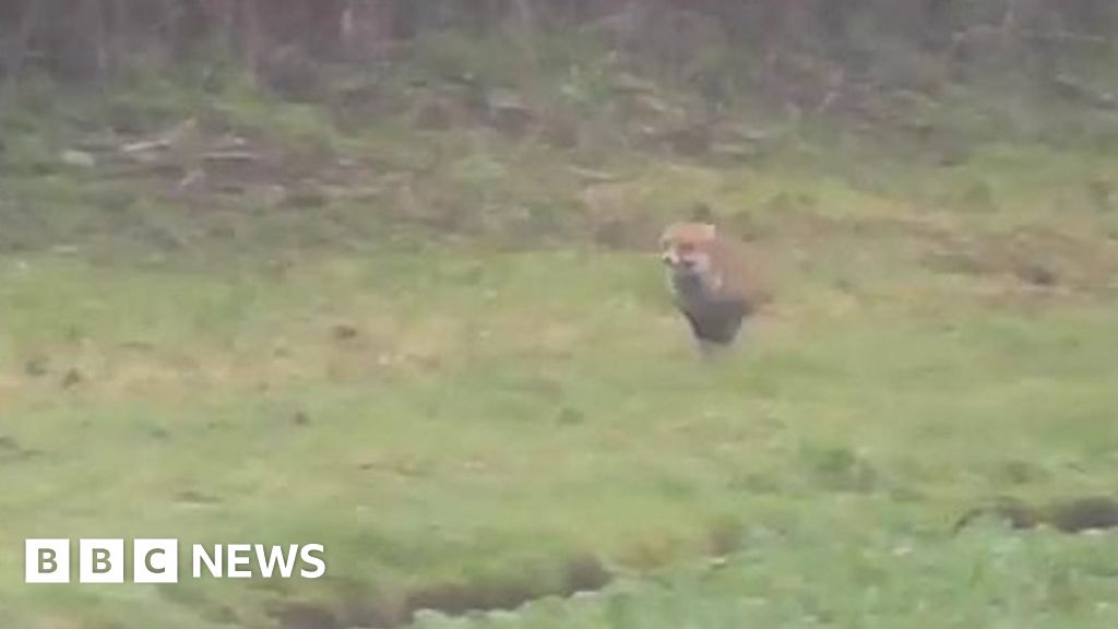 Hunt master not guilty of fox hunting