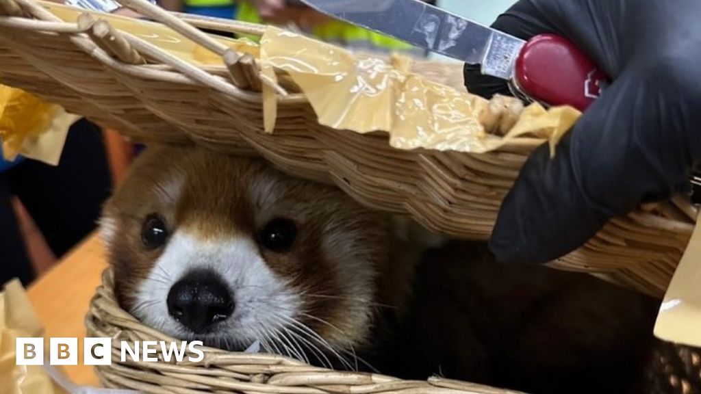 Червена панда, открита в багаж на летището в Банкок