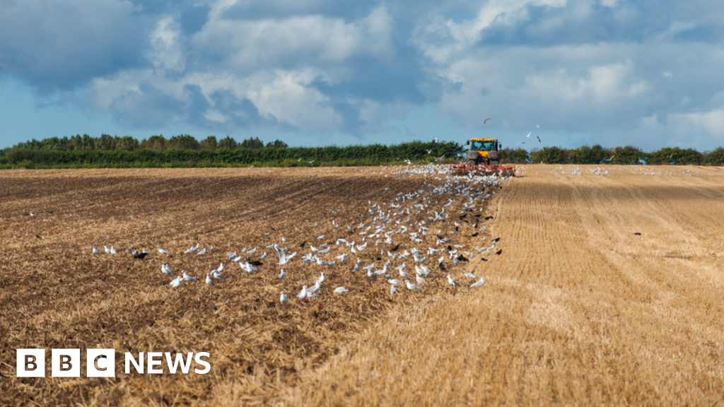 Prevention Zone After Herefordshire Bird Flu Cases