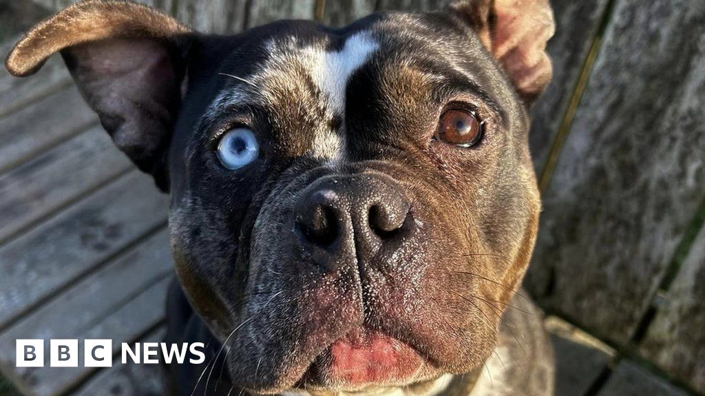 Nottinghamshire Abandoned dog found tied up on Christmas Day