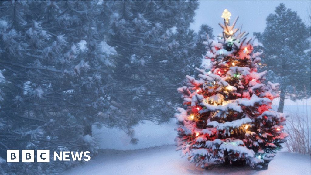 brexit could boost christmas tree industry growers say brexit could boost christmas tree industry growers say