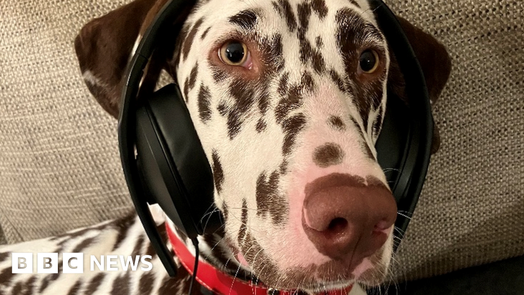 dogs-calmed-more-by-classical-music-than-audiobooks-new-research-shows