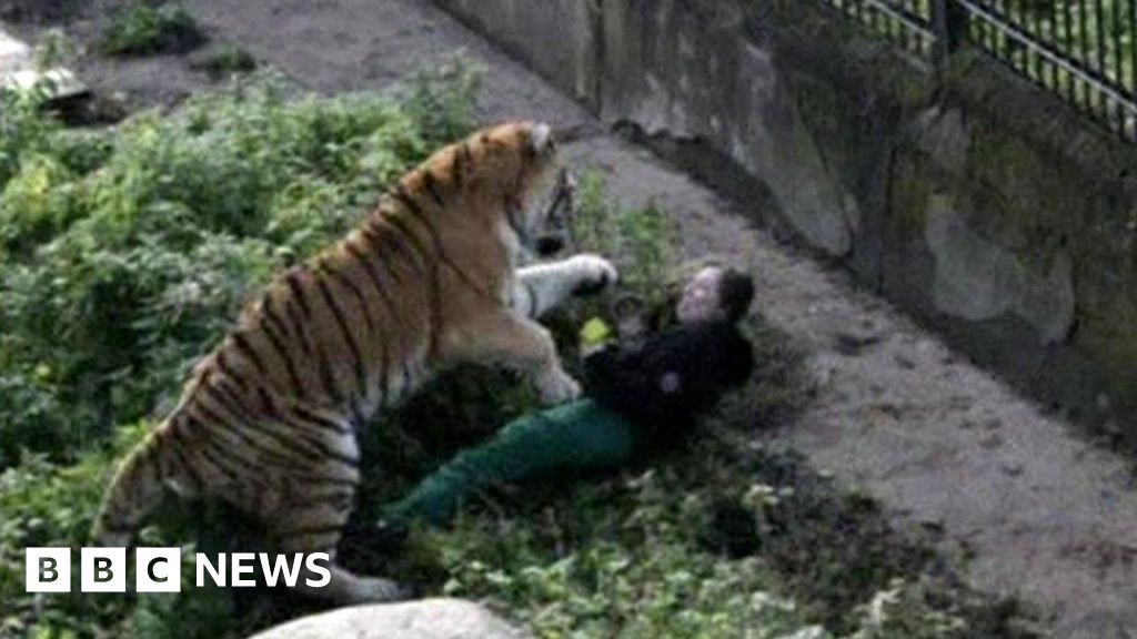 Russia Zookeeper Recovering From Tiger Attack BBC News    98634955 Zootigerreut 