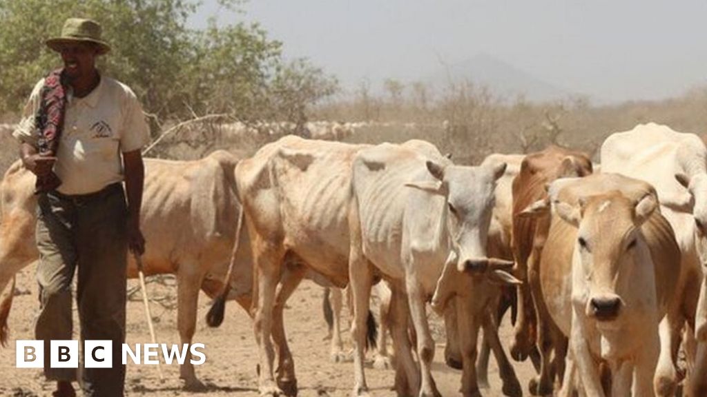 In pictures Kenyans share their dinner to save livestock BBC News