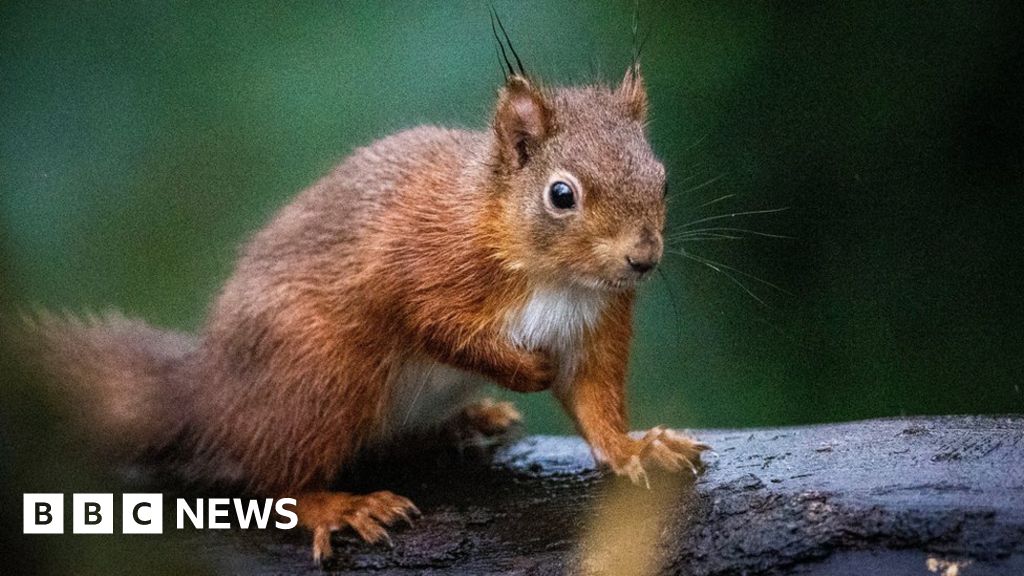 Red squirrels number on the rise in Scotland, survey finds BBC News