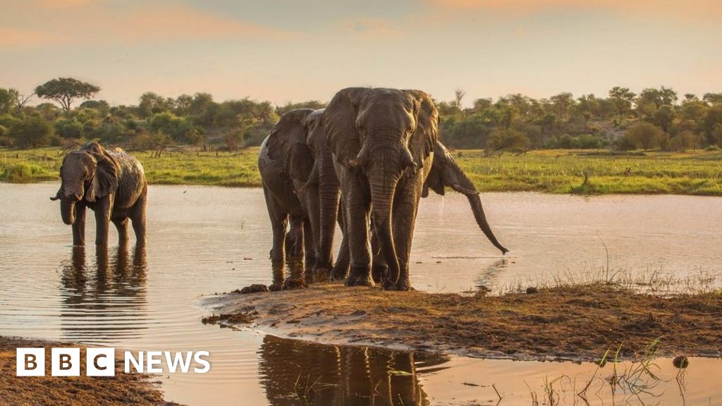Secrets Of Male Elephant Society Revealed In The Wild Bbc News