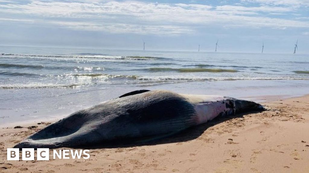 'Second largest species' of whale found on Balmedie beach