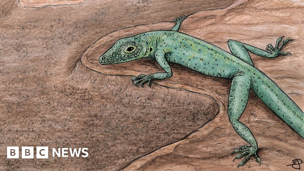 An evolutionary idea: Scientists watch lizards released on island