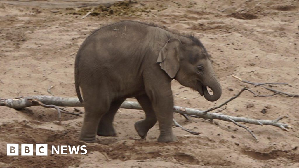 UK's big zoos at risk of closure