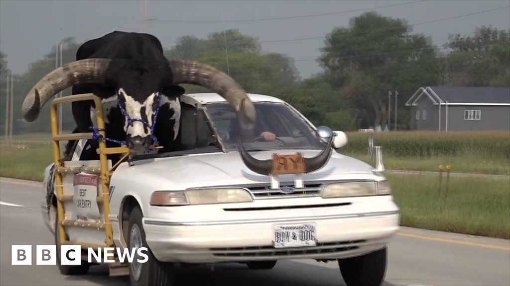 Police Pull Over Car With Huge Bull In Passenger Seat Bbc News