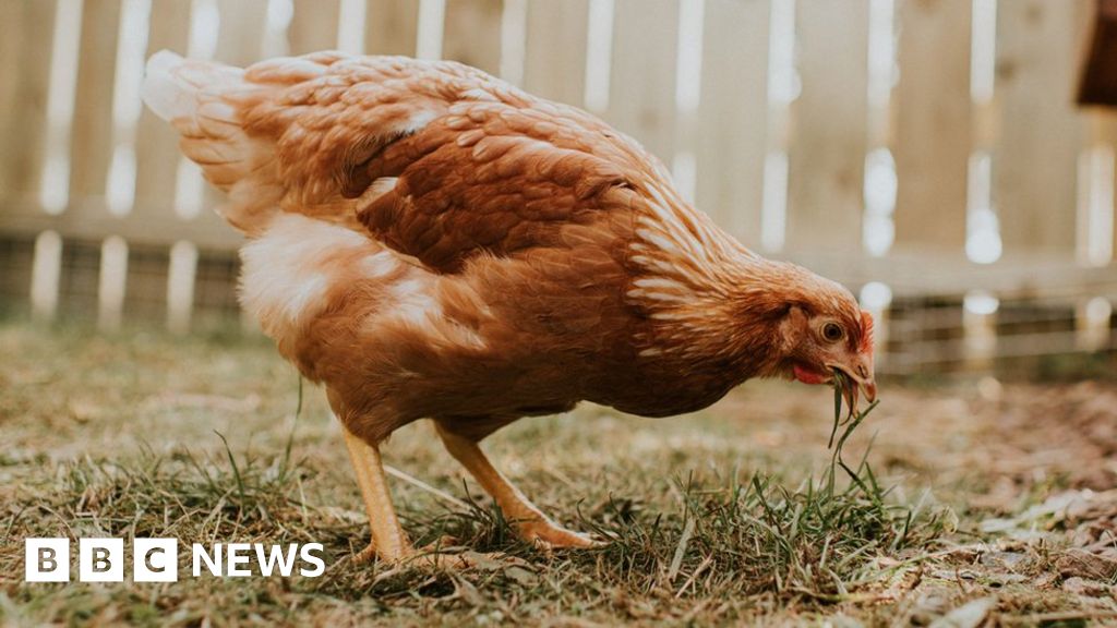 Outbreak of the second bird flu found in Essex