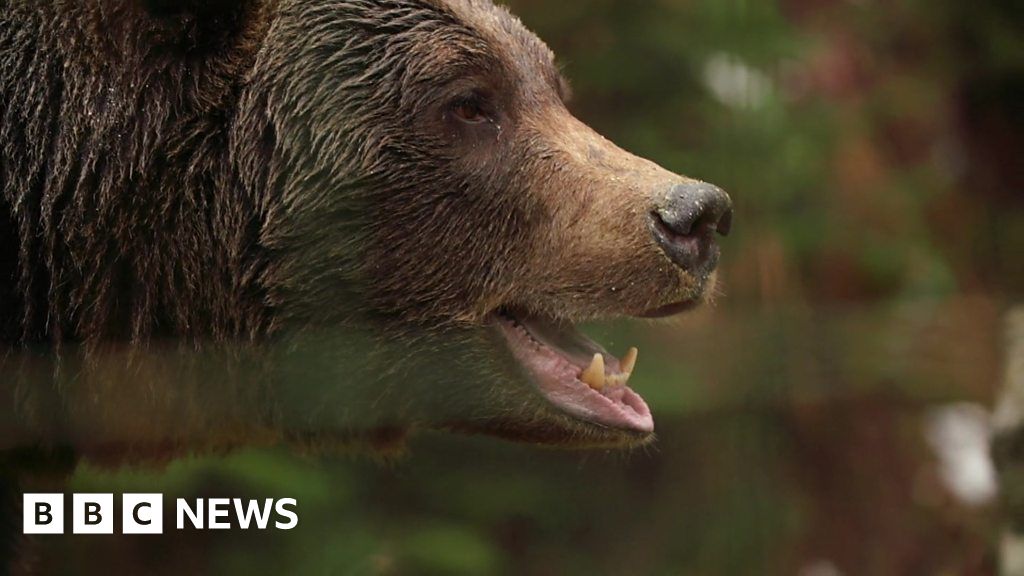 Bears - BBC News