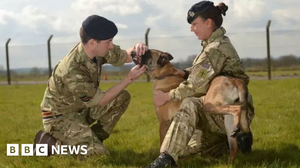 Minister Calls For Army Dog Death Reprieve - BBC News