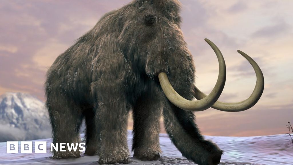 Mammoth found alive woolly 28,000