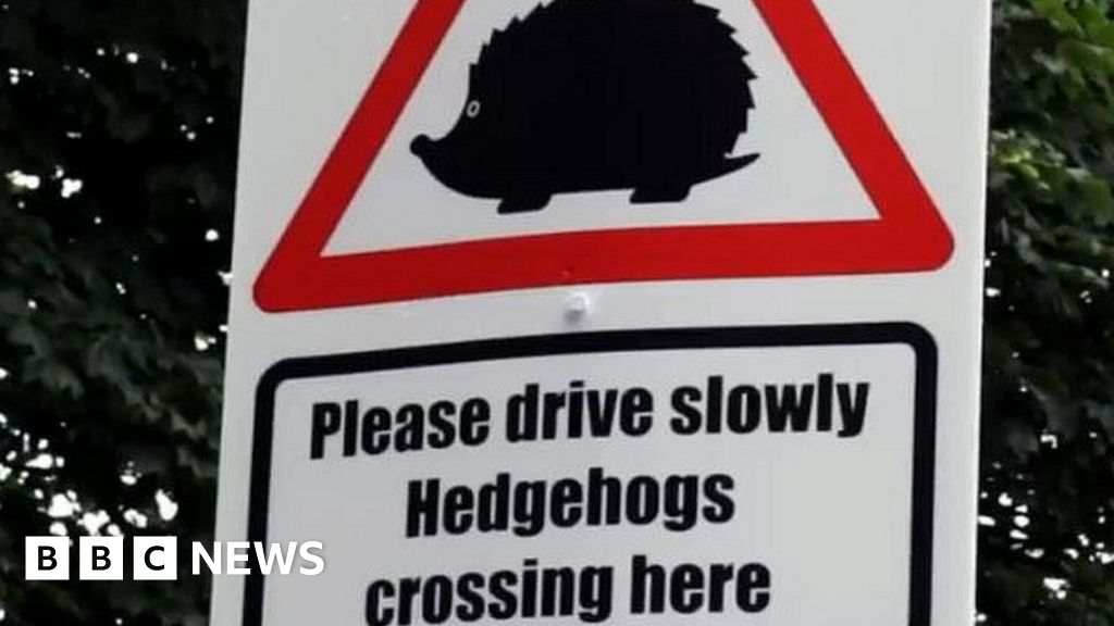 Homemade hedgehog crossing signs put up by Bristol road - BBC News