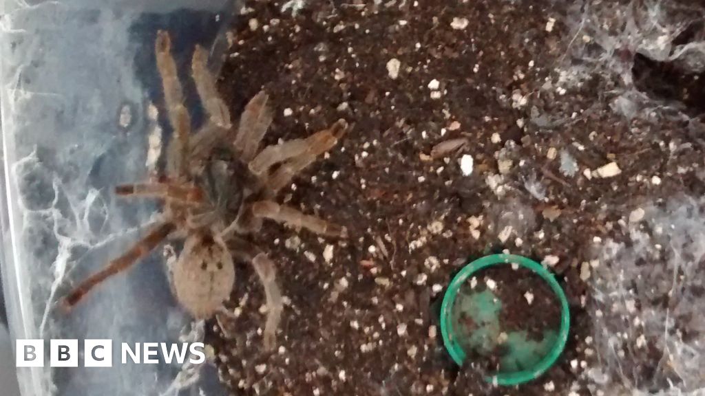 Tarantulas found abandoned in Blaenavon garden - BBC News