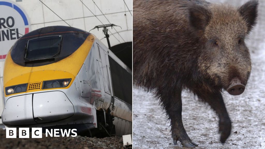 Delays after Eurostar train hits wild boar in France