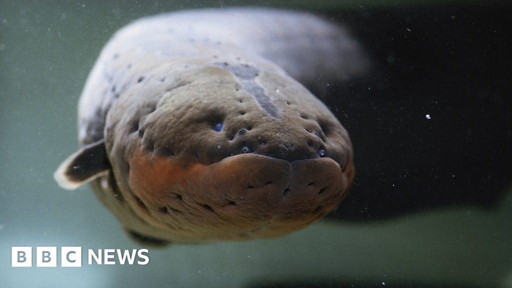 Electric eel An Amazon predator that 'zaps' prey BBC News