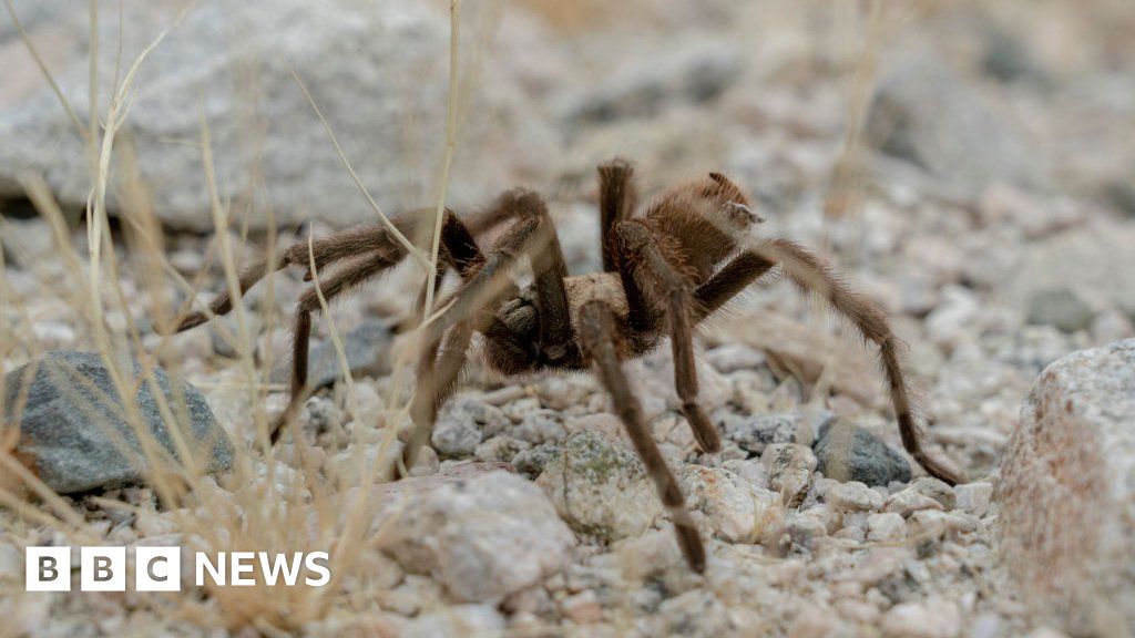 Tarantula causes vehicle crash in California's Death Valley