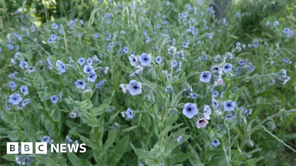 Rare wild flowers growing in meadows, council says