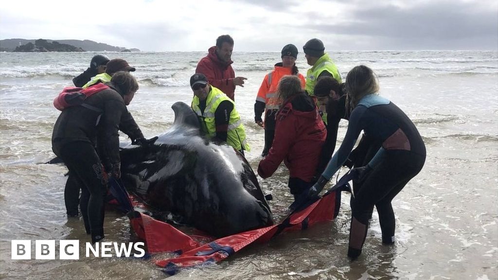 Tasmania pilot whales: Rescuers release 108 surviving animals