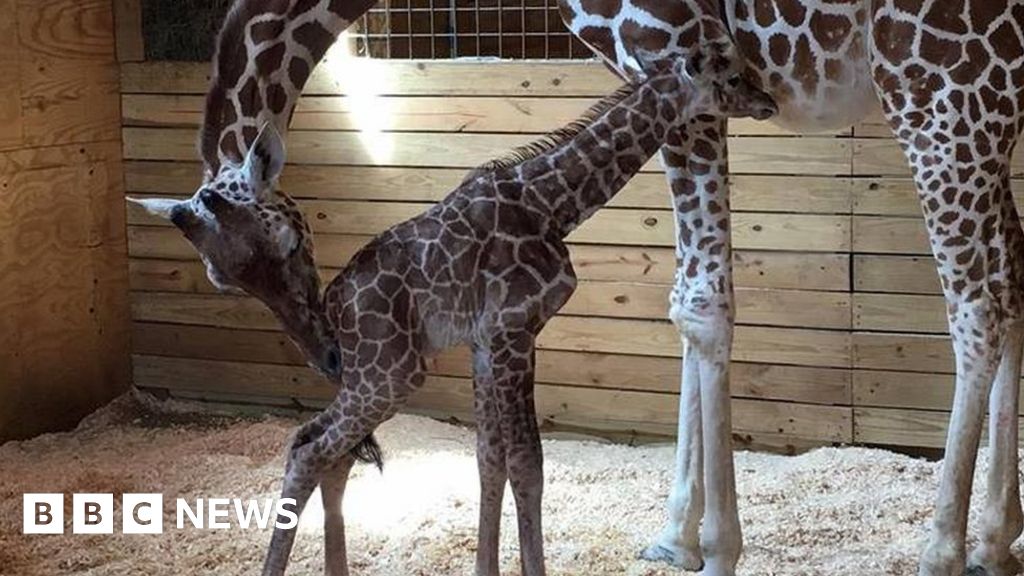 April the Giraffe gives birth, finally - BBC News