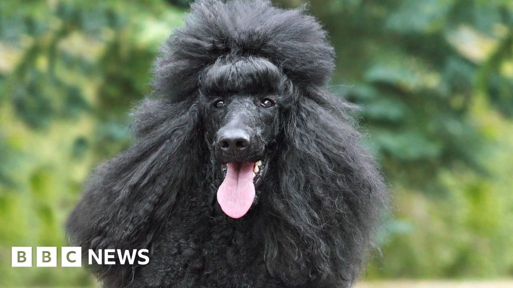 German Dead Fraudster Exposed By Pet Poodle In Majorca c News