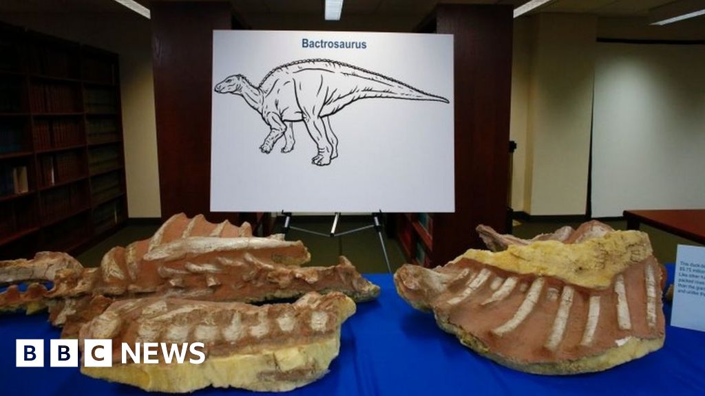 US Returns Looted Mongolian Dinosaur Fossils - BBC News