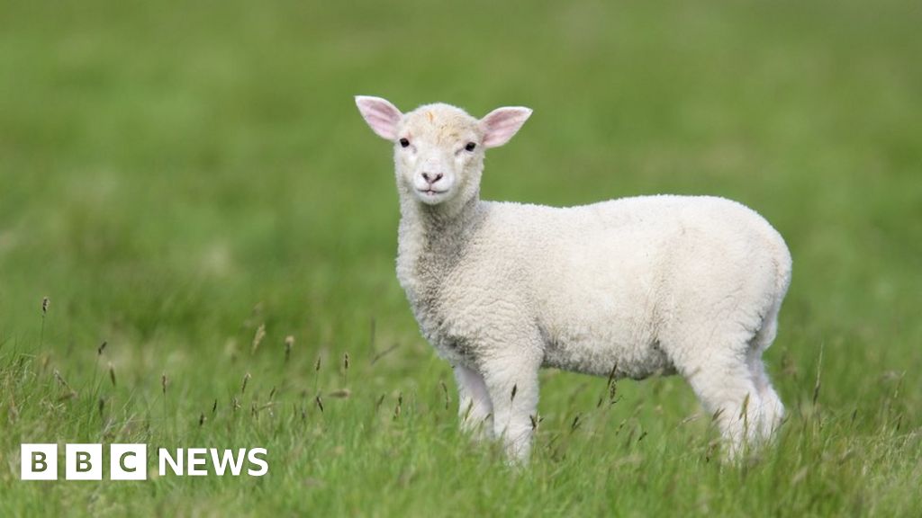 Lambs set upon by dogs in Warsop and left dead in a pile