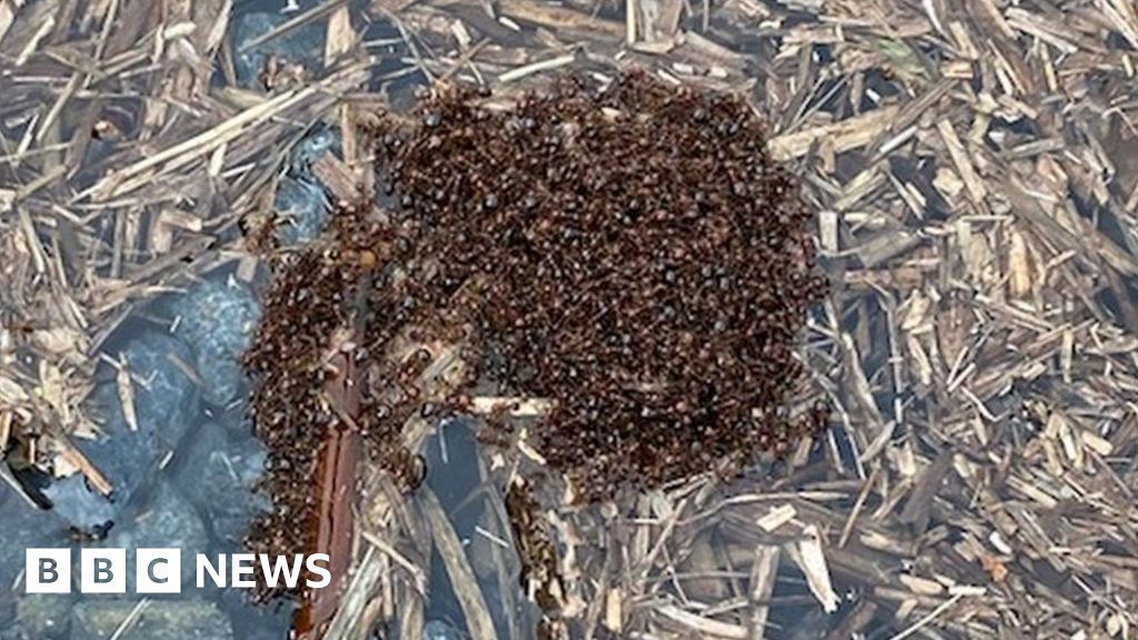 Наводнения в Австралия: Смъртоносни огнени мравки образуват „наводнени салове“, за да се разпространят