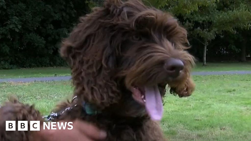 Digby, The Therapy Dog For Firefighters