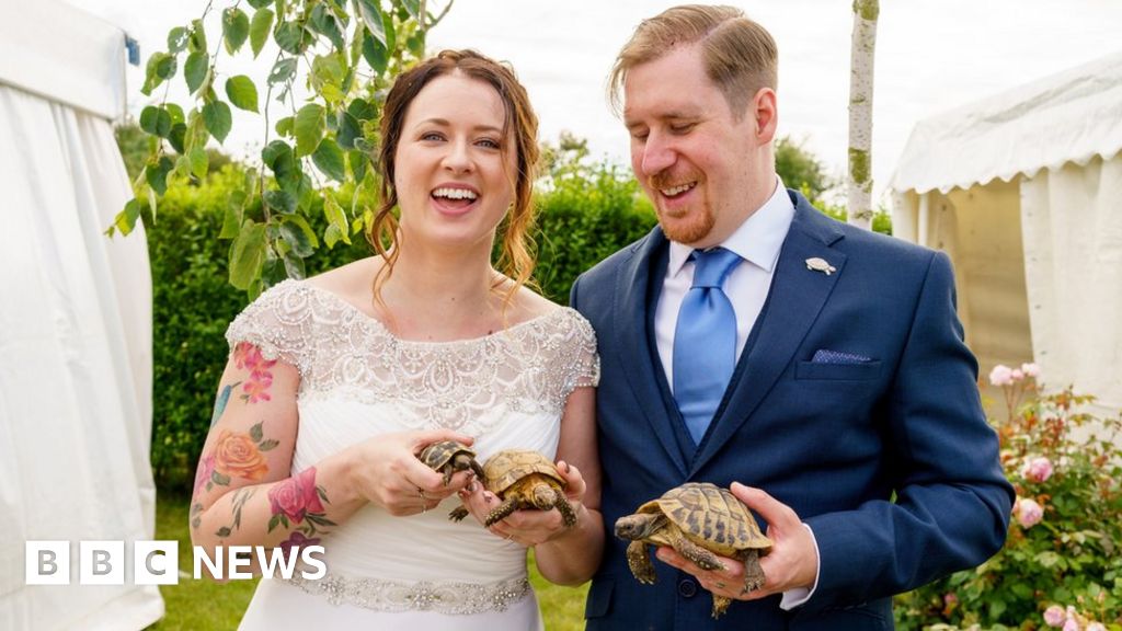 Tortoise, 102, is guest of honour at wedding