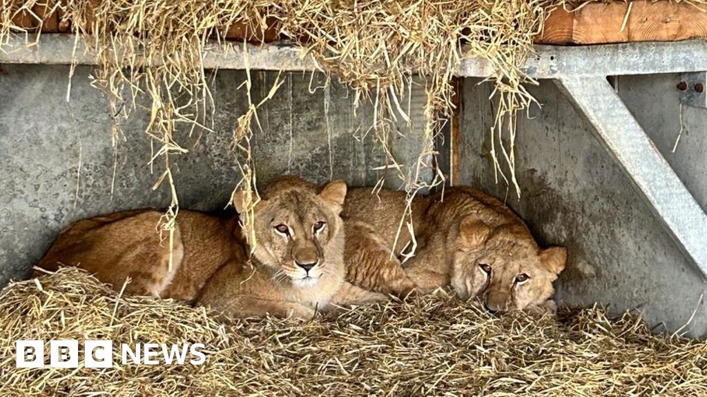 Lion arrive at new Doncaster home after Ukraine rescue - BBC News