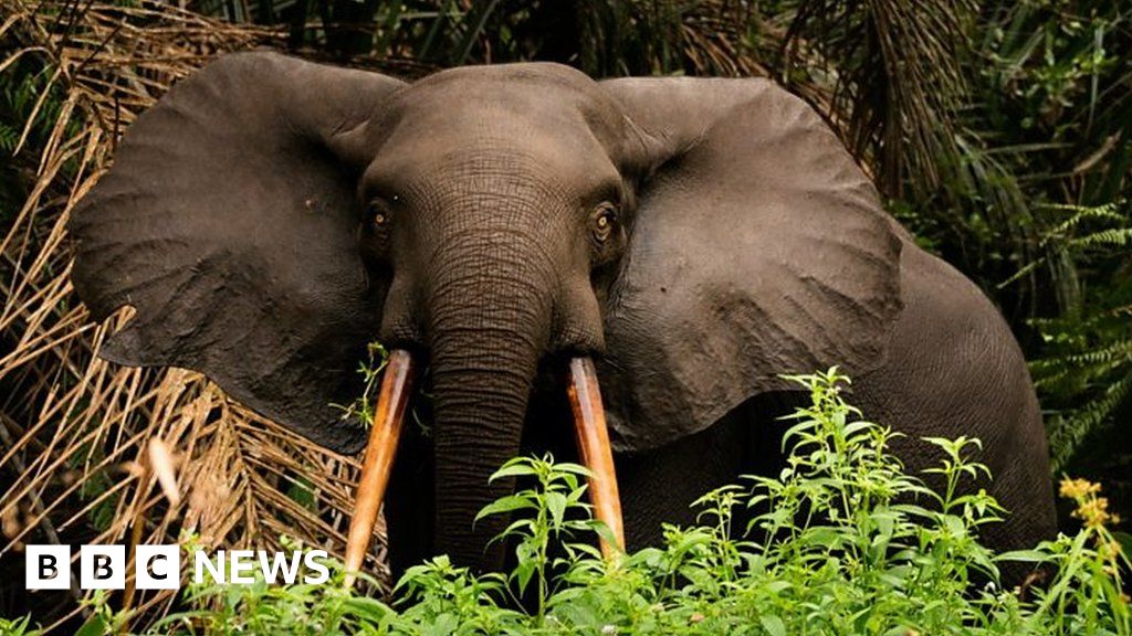 How photos protected a country’s forest elephants