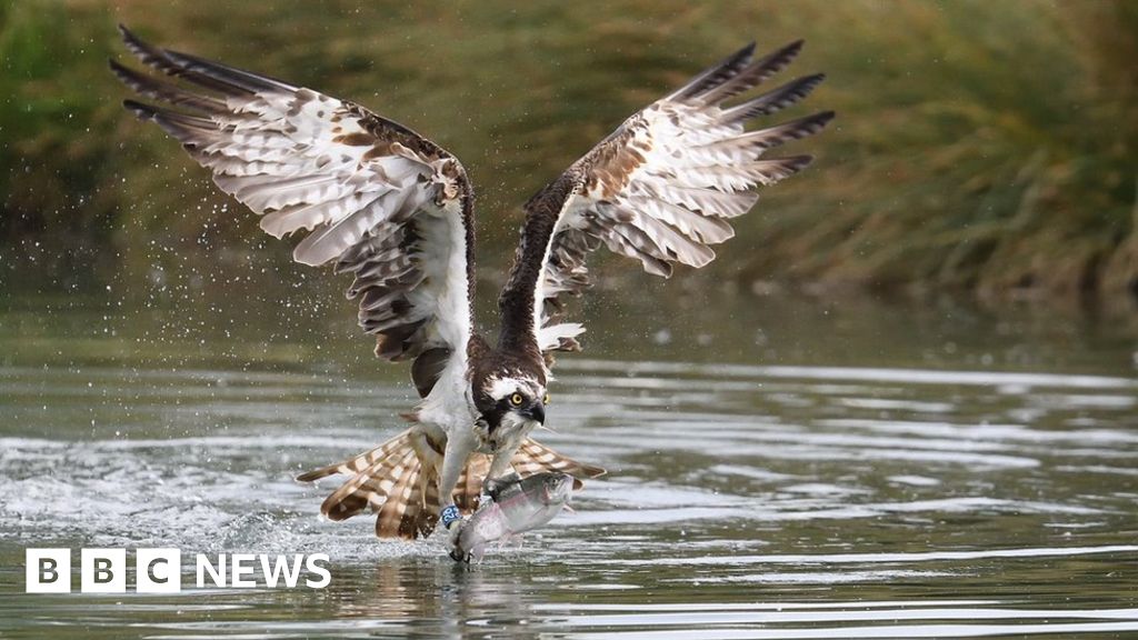 Osprey photographers across Europe descend on trout farm