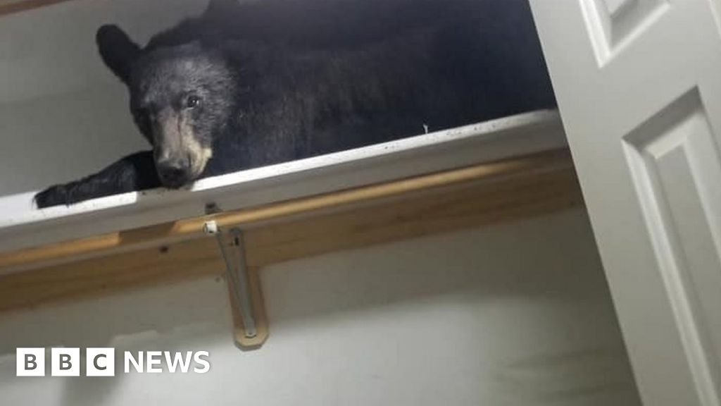 Bear falls asleep in wardrobe after entering home