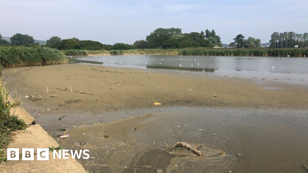 Sandown Lake Fish Dying Due To Dangerously Low Water Levels Bbc News