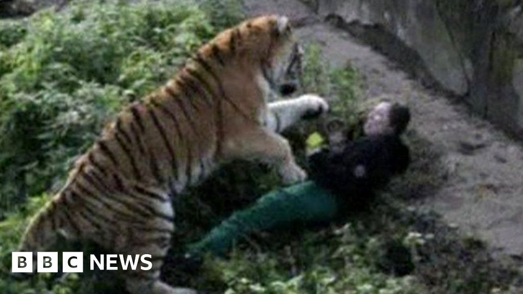 Russia zookeeper recovering from tiger attack - BBC News