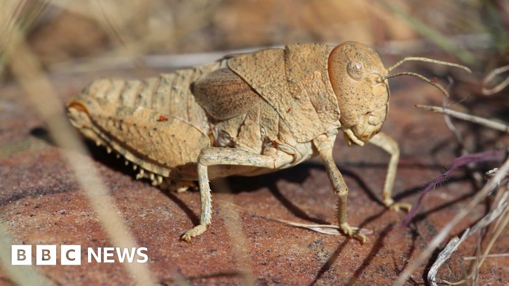 Sound of crickets 'could a thing of the past' BBC News