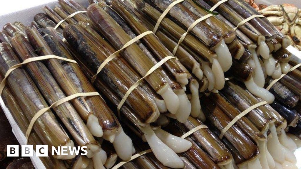 Solway Firth razorfish are taken off the menu - BBC News