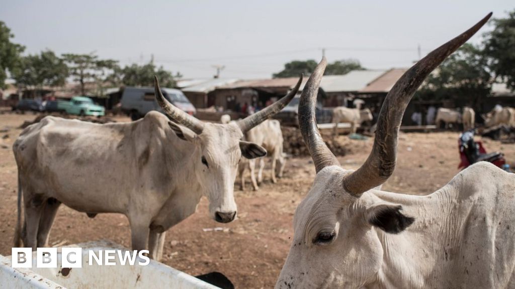 Dozens killed by Nigeria cattle thieves