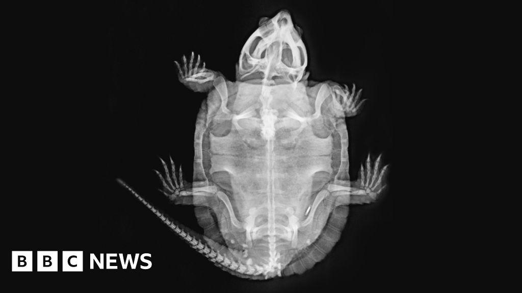 ZSL London Zoo Shares Animal X rays BBC News