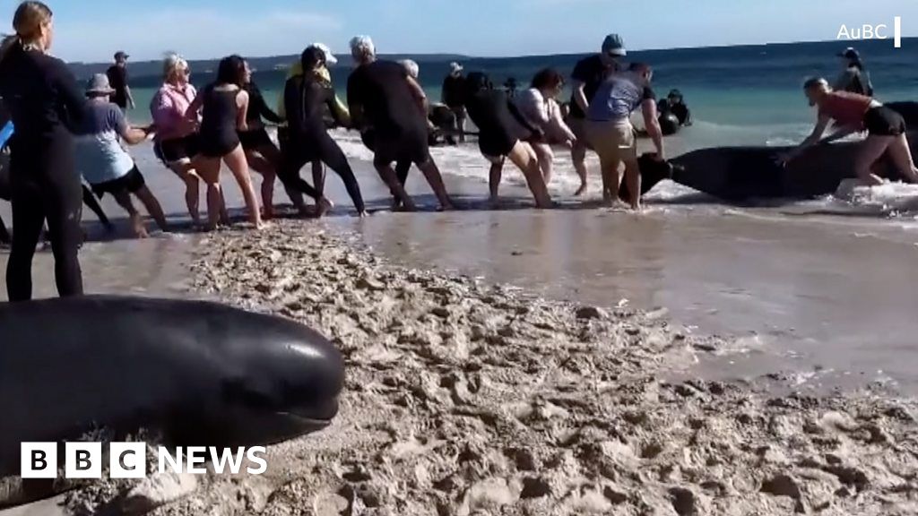 Watch: Rescuers rush to get stranded whales into the sea