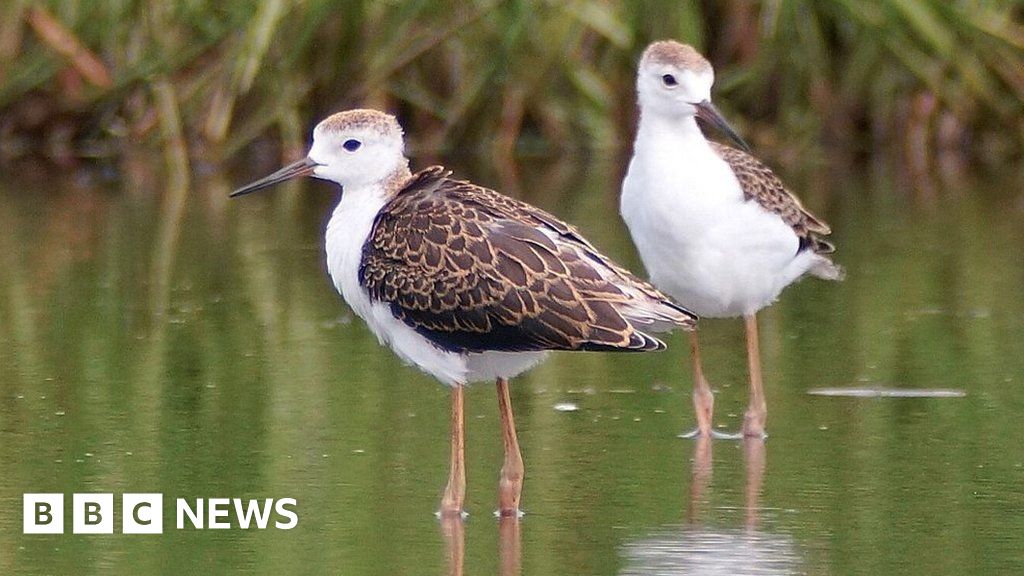 Black-winged stilts: Record year for UK breeding - BBC News