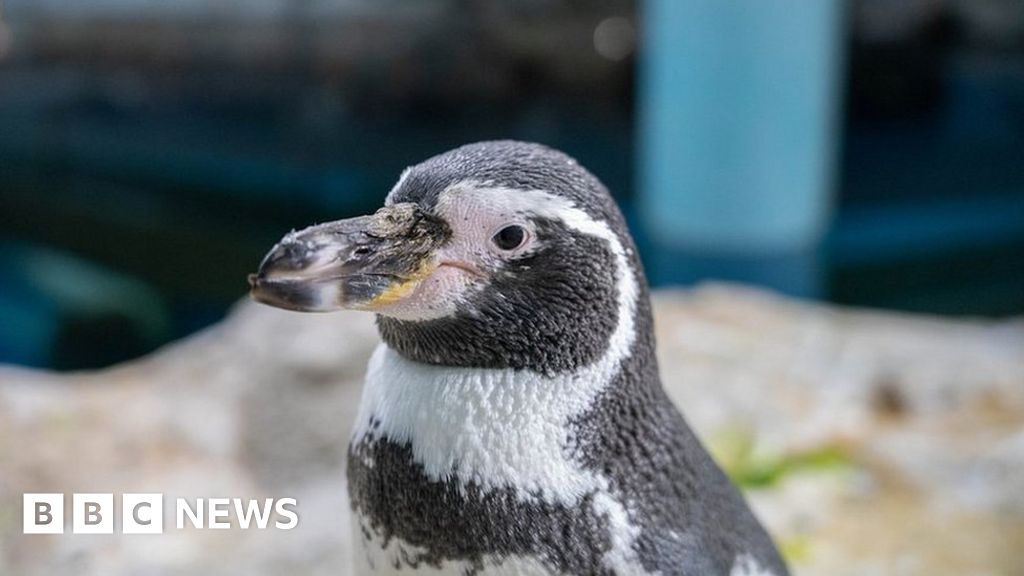 Singapur: los pingüinos reciben la primera cirugía de cataratas del mundo