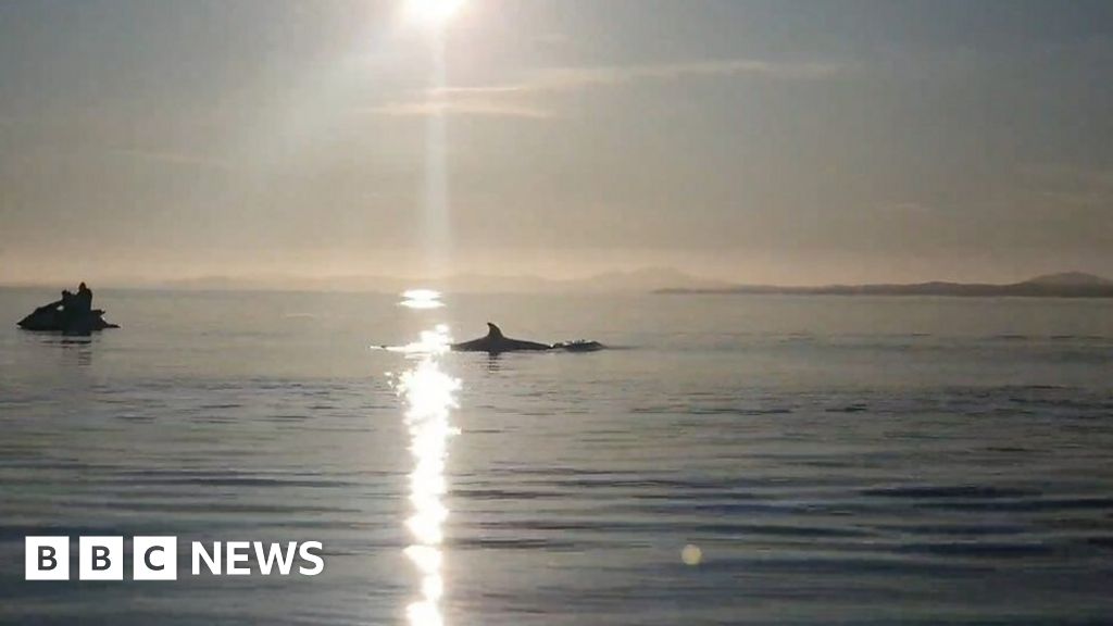 Northern bottlenose whale filmed swimming near Porthmadog BBC News